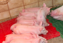 Sau in Brasilien wirft 45 Ferkel