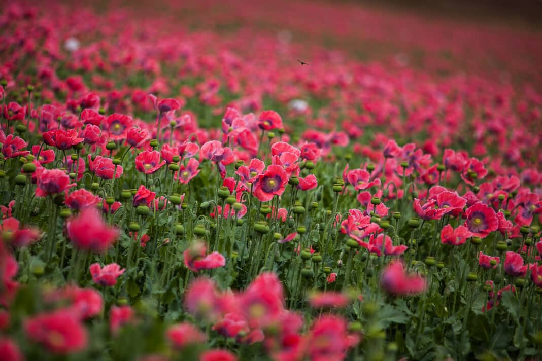 Graumohn- Edelrot Blüte