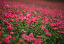 Blühende Aussichten: Expansion im Mohnanbau