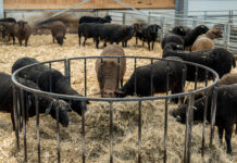 Erster Ausbruch von BTV-3 in Niederösterreich