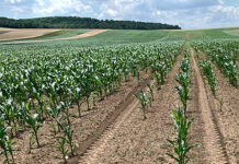 Belem & Picador: Schutz vor Bodenschädlingen im Mais