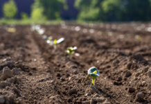 Neue und bewährte Sorten für den Ölkürbisanbau