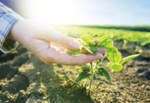 Soja braucht heuer optimale Saatbedingungen