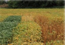 Probstdorfer Saatzucht: Für jeden Standort die optimale Sojasorte