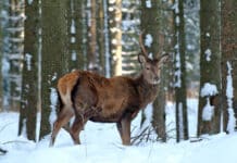 Abschussplan weitgehend erfüllt