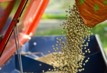 Sojasaatgut: In statt auf die Bohnen impfen