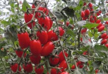 Datteltomate Tommi Sunshine ist das Gemüse des Jahres 2025