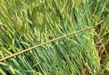 Verben ist das beste Fungizid für den Spritzstart im Getreide