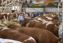Heimisches Zuchtvieh international gefragt