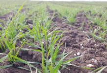 Eine optimale Andüngung legt die Basis für gute Erträge im Getreide.