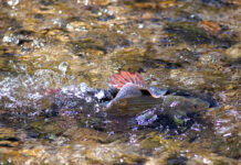 Bundesforste errichten neue Laichplätze für die Äsche