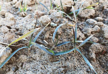 Mehr Ertrag mit Husar Plus und Sekator Plus