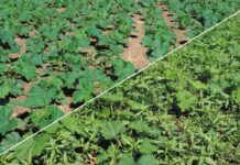 Ölkürbis ohne S-Metolachlor: Geht das?