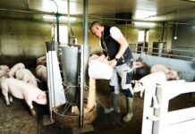 Schweinebauern und Bauernbund bringen Vollspaltenverbot vor den VfGH