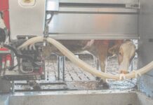 Roboter melken erstmals mehr als 100.000 Kühe