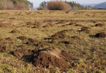 Frühjahrsservice für das Grünland