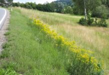 Kreuzkraut-Alarm am Ertragsgrünland