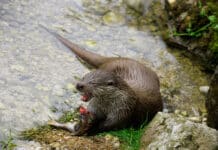 Biber und Fischotter: Wachsende Bestände bedrohen Tirols Landwirtschaft