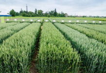 Bahn frei für NGT-Verhandlungen