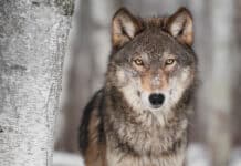 Der Wolf ist jetzt nicht mehr unantastbar