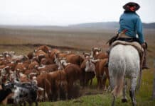 Argentinien exportiert nun Lebendvieh