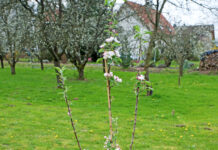 Obstbäume sorgfältig pflanzen