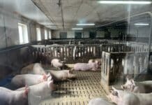 Heimische Weizenkleie als Antwort auf Import-Soja