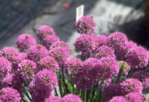 Mit Gemüse, Blumen und Bienen ins Gartenjahr 2025