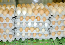 „Kein Ei-Export nach Amerika!“