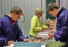 Österreich: Genügend Eier trotz knappem Angebot