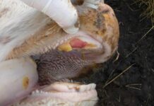 Maul und Klauenseuche vor den Toren Österreichs