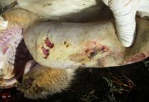 Maul- und Klauenseuche: Was passiert, wenn es passiert