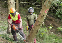 Waldarbeit erfordert richtige Ausbildung und Ausrüstung