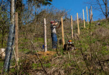 Waldfonds: Von Sparstift keine Spur