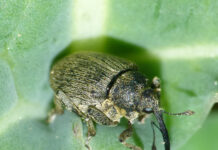 Warndienst nutzen gegen Schädlingsbefall in Raps