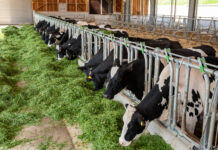 Naturland greift nach heimischer Bio-Ware