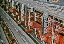 EU-weites Aus gefordert