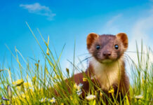 Frühlingszeit ist Marderzeit! Schützen Sie sich mit STOP&GO!