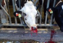 Blauzunge in der BRD: Tierarzt berichtet aus der Praxis