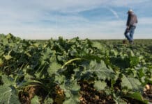 Pflanzenschutz-Warndienst startet in die neue Saison