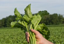 Agrarbudget und Zuckerproduktion absichern