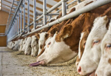 Rindermast: Trotz guter Preise kaum Investitionen