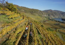 Geringste Weinproduktion seit 14 Jahren