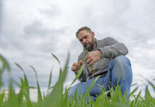 Getreidepreise besser jetzt absichern statt weiter „warten und hoffen“