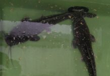 Vom Konzept zur erfolgreichen Indoor-Fischzucht: Hohe Nachfrage nach Fachkurs