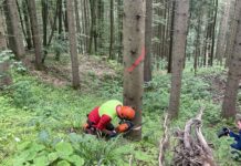 Neue Bäume für das Land: Zukunft hat begonnen