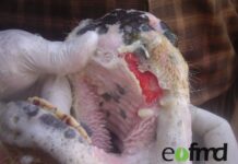 MKS nun auch in der Slowakei