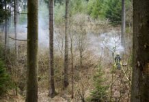 Bundesforste warnen: Steigende Waldbrandgefahr durch anhaltende Trockenheit