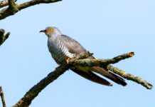 Kuckucksruf: Bitte melden!