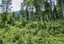 “Die Österreicher lieben ihren Wald”